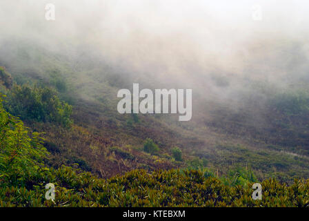 Opacità torbida e brandelli di nebbia bassa su vegetazione bagnata in una cupa valle di montagna in condizioni di tempo piovoso Foto Stock