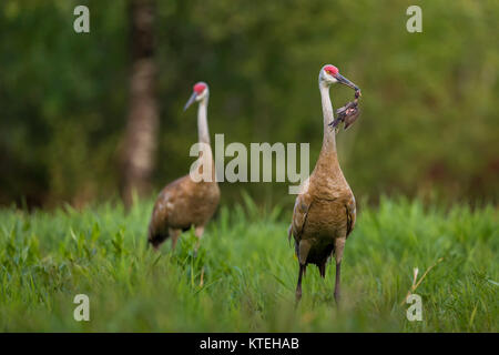 Sandhill cranes - un adulto in possesso di un rosso-winged blackbird che aveva ucciso per cibo. Foto Stock