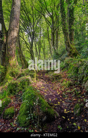 Il Hudnalls Riserva Naturale Nazionale Wye Valley Regno Unito Foto Stock