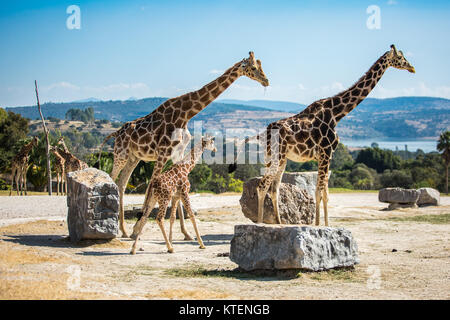 La giraffa famiglia su un cammino nel deserto Foto Stock