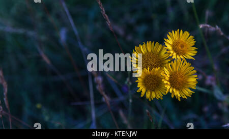 Chamomiles giallo nel buio serale sfondo Foto Stock