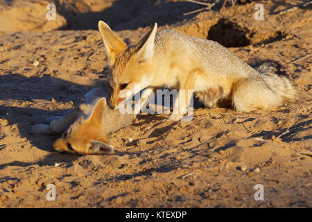 Capo volpe (Vulpes vulpes chama), madre di toelettatura uno dei suoi lupetti, nella parte anteriore del burrow, Kgalagadi Parco transfrontaliero, Northern Cape, Sud Africa e Africa Foto Stock