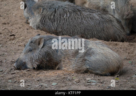 Indian il cinghiale (Sus scrofa cristatus) di appoggio Foto Stock