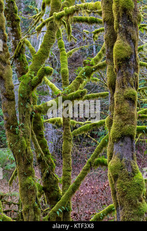 Alberi di acero ricoperto di uno strato di muschio invernale lungo lago Nimpkish, Prime Nazioni Territorio, British Columbia, Canada. Foto Stock