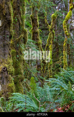 Alberi di acero ricoperto di uno strato di muschio invernale lungo lago Nimpkish, Prime Nazioni Territorio, British Columbia, Canada. Foto Stock