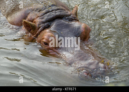 Ippopotamo (Ippona) la balneazione in acqua closeup view Foto Stock