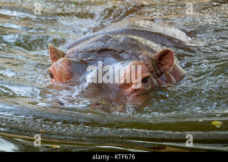 Ippopotamo (Ippona) la balneazione in acqua closeup view Foto Stock