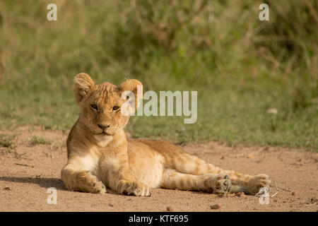 Giovane maschio lion (Panthera leo) cub sdraiati sulla sabbia di patch e di fissare in anticipo. Foto Stock