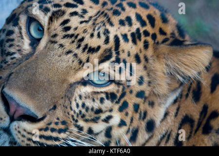 Closeup ritratto indiana di leopard (Panthera pardus fusca) Foto Stock