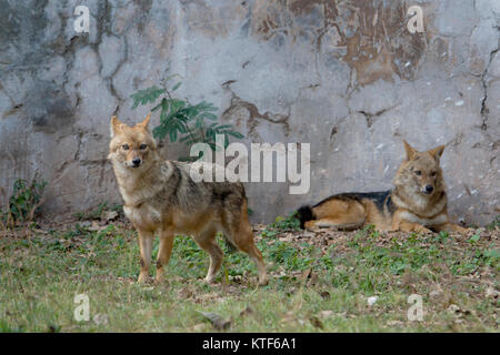 Indian lupo (Canis lupus pallipes) presso lo Zoo di Chhatbir Punjab,l'India Foto Stock