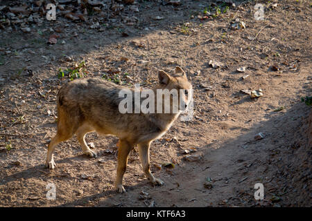 Indian lupo (Canis lupus pallipes) presso lo Zoo di Chhatbir Punjab,l'India Foto Stock