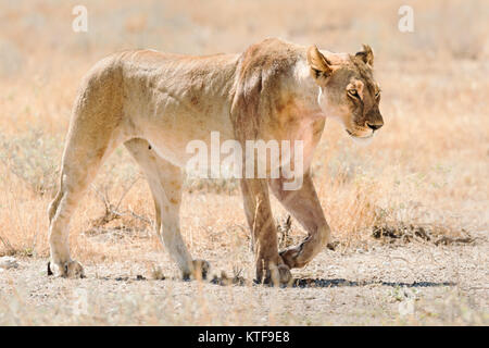 Leonessa sul prowl, Etosha, Namibia. Foto Stock