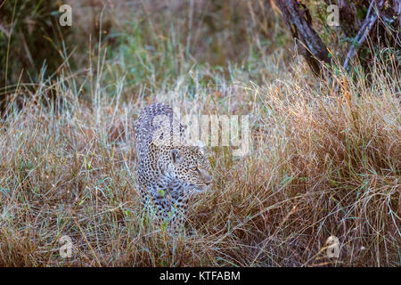 Femmina adulta leopard (Panthera pardus) aggirava in erba lunga, camuffati con la sua pelliccia maculato nascondere, il Masai Mara, Kenya Foto Stock