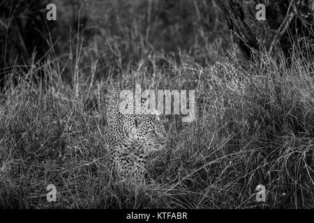 Femmina adulta leopard (Panthera pardus) aggirava in erba lunga, camuffati con la sua pelliccia maculato nascondere, il Masai Mara, Kenya Foto Stock