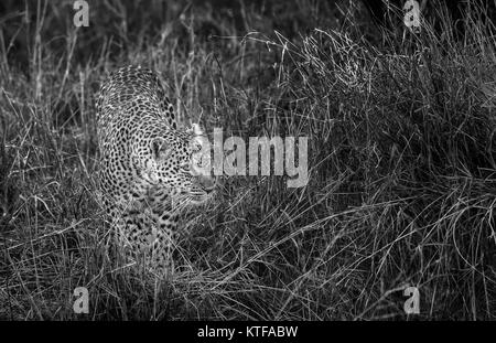 Femmina adulta leopard (Panthera pardus) aggirava in erba lunga, camuffati con la sua pelliccia maculato nascondere, il Masai Mara, Kenya Foto Stock