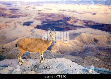 Un Ibex Nubiano sul bordo del Makhtesh Ramon cratere nel deserto del Negev, Israele Foto Stock