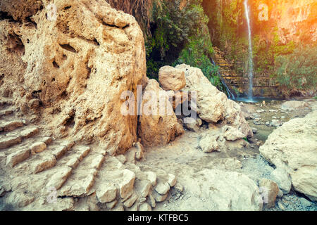 Oasi nel deserto. Riserva Naturale di Ein Gedi. Israele Foto Stock