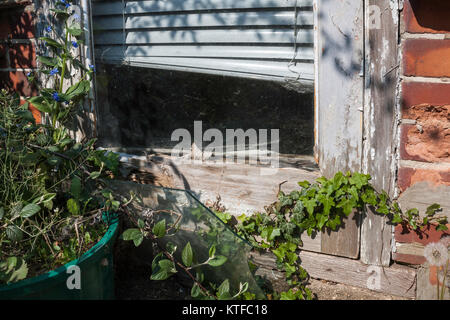 Porta di Patio telaio in grave stato di degrado e più coltivate con edera Foto Stock