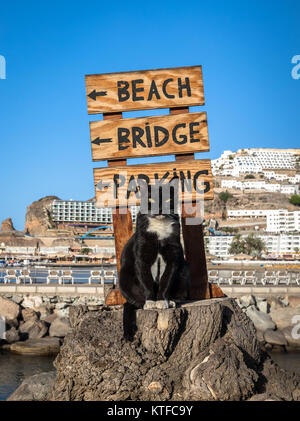 Un gatto randagio che posano su un ceppo di albero di fronte un segno rivolto verso la spiaggia di Puerto Rico, Gran Canaria in Spagna Foto Stock