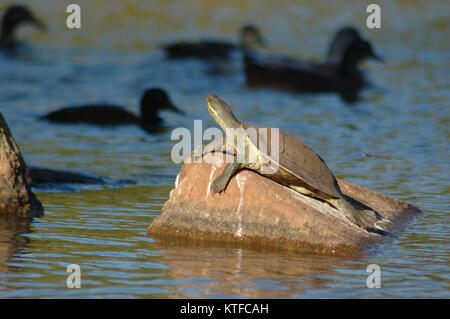 Australian tartaruga di acqua dolce il riscaldamento su una roccia Foto Stock