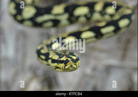 Vivacemente colorato Jungle Python, Morelia spilota cheynei Foto Stock