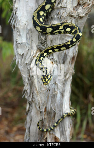 Vivacemente colorato Jungle Python, Morelia spilota cheynei, avvolto intorno a un albero del tè Foto Stock