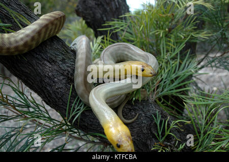 Coppia di South Australian woma pitoni, Aspidites ramsayi, su una struttura ad albero Foto Stock