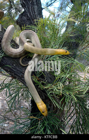 Coppia di South Australian woma pitoni, Aspidites ramsayi, su una struttura ad albero Foto Stock