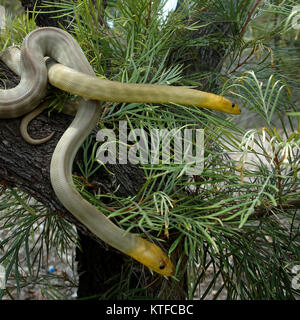 Coppia di South Australian woma pitoni, Aspidites ramsayi, su una struttura ad albero Foto Stock