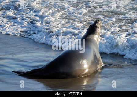 Guarnizione di elefante sulla costa del Pacifico in California. Foto Stock