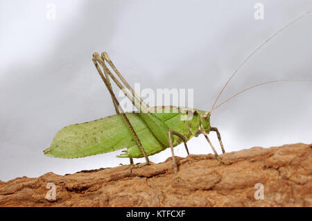 Cavalletta verde dal Tamil Nadu, India del sud su sfondo whtie Foto Stock