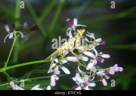 Flower Mantide Religiosa (simile a Pseudocreobotra wahlbergii) su arbusti fioriti in Tamil Nadu, nell India meridionale Foto Stock
