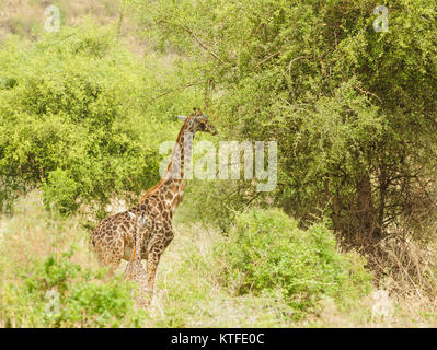 Primo piano di una giraffa Masai con giovani (nome scientifico: Giraffa camelopardalis tippelskirchi o "Twiga" in Swaheli) n al Lago Manyara parco nazionale,Tan Foto Stock