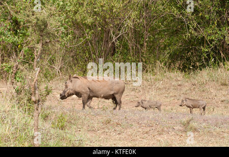 Warthog famiglia (Phacochoerus aethiopicus, o 'Ngiri' in Swaheli) immagine presa su Safari situato nel Serengeti/Tarangire, Lago Manya Foto Stock