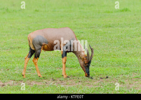 Primo piano di topi (Damaliscus lunatus jimela o 'Nyamera' in Swaheli) immagine presa su Safari situato nel Serengeti/Tarangire, lago Ma Foto Stock