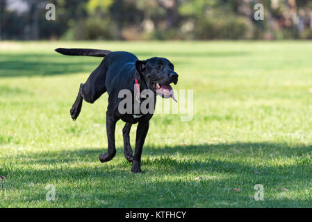 Un grande cane nero che corre felicemente in un parco a Sydney, Australia Foto Stock