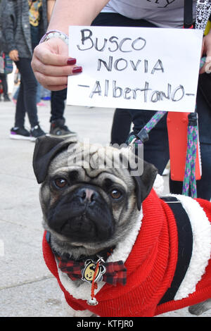 Città del Messico, Messico. 23 Dic, 2017. Un pug dog vede vestito in costume di Natale durante l'evento. Le persone si sono incontrati presso la Revolucion Monumento a iniziare il terzo messa annuale a piedi di pug cani con costumi di Natale per festeggiare le vacanze di Natale. Credito: Carlos Tischler/SOPA/ZUMA filo/Alamy Live News Foto Stock