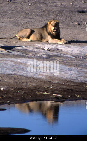 Una leonessa prese nel parco nazionale Etosha Foto Stock