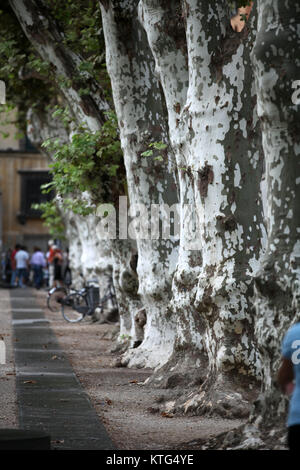 Vista della piazza Napoleone - Lucca Toscana Foto Stock