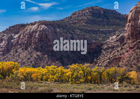 Autunno Fremont Cottonwoods, Populus fremontii, con pietra arenaria mesas, in Indian Creek National Monument, precedentemente parte di orsi orecchie monumento nazionale, Foto Stock