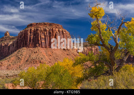 Autunno Fremont Cottonwoods, Populus fremontii, con pietra arenaria mesas, in Indian Creek National Monument, precedentemente parte di orsi orecchie monumento nazionale, Foto Stock