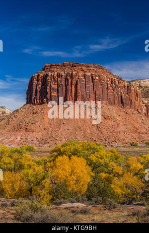 Autunno Fremont Cottonwoods, Populus fremontii, con pietra arenaria mesas, in Indian Creek National Monument, precedentemente parte di orsi orecchie monumento nazionale, Foto Stock