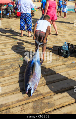 Piccolo locale boy trascinando una appena pescati tonni attraverso il molo per essere eviscerati e tagliati in bistecche a Santa Maria, Isola di Sal, Salina, Capo Verde, Africa Foto Stock