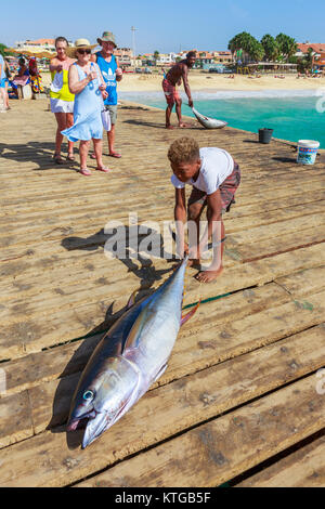 Piccolo Ragazzo trascinando una appena pescati tonni attraverso il molo in legno a Santa Maria, Isola di Sal, Salina, Capo Verde, Africa Foto Stock