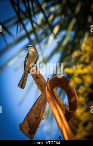 Northern Mockingbird Mimus polyglottos seduta in una florida Palm tree Foto Stock