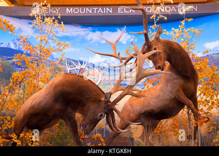 Ingresso elk, Elk Paese Visitor Center, Missoula, Montana Foto Stock