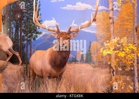 Elk Paese Diorama Elk Paese Visitor Center, Missoula, Montana Foto Stock