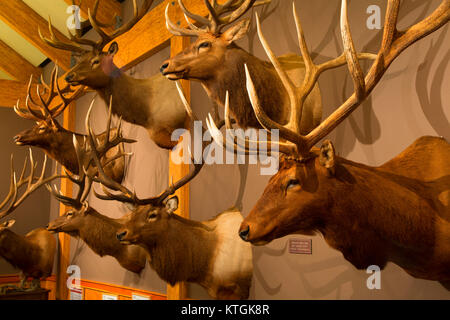 Trofeo Elk Display, Elk Paese Visitor Center, Missoula, Montana Foto Stock