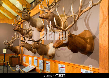 Trofeo Elk Display, Elk Paese Visitor Center, Missoula, Montana Foto Stock