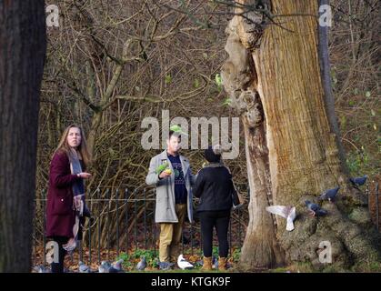 Persone alimentare gli uccelli in Kensington Gardens. Verde, Rosa-inanellati cocorite (Psittacula krameri) e piccioni selvatici (Columba livia). Londra, UK 2017. Foto Stock